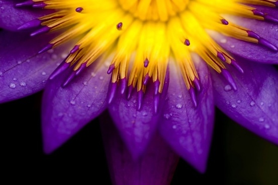 purple_flowers_closeup.jpg
